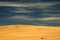 Dunas Valizas-Cabo Polonio, Rocha, Uruguay. 2005.