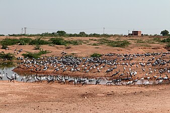 Attroupement de grues demoiselle autour d'un étang à Khichan, important lieu d'hivernage près de Jodhpur.