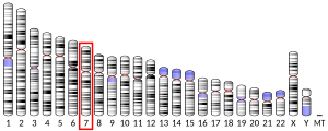 Chromosome 7 humain