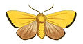 Antheua servula