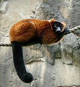 Red ruffed lemur (Varecia rubra)