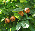 Crataegus germanica (nespolo europeo)