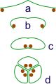 Image 7The evolution of syncarps. a: sporangia borne at tips of leaf b: Leaf curls up to protect sporangia c: leaf curls to form enclosed roll d: grouping of three rolls into a syncarp (from Evolutionary history of plants)