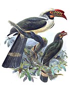 Penelopides manillae