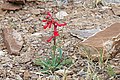 Penstemon utahensis