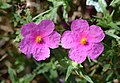 Cistus crispus