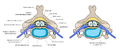 Normal situation and spinal disc herniation in cervical vertebrae