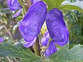 かぶと状花冠（トリカブトの一種）