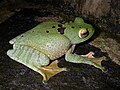 Image 15White-lipped bright-eyed frog, Boophis albilabris, Mantellidae, Madagascar (from Tree frog)