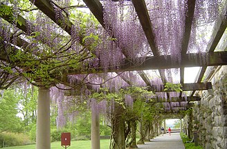 Blauregen-Pergola mit Japanischer Wisteria