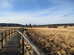 Boardwalk across the High Fens, Ardenne, Belgium