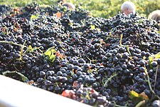 Freshly harvested grapes