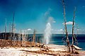 Geyser nel parco di Yellowstone.