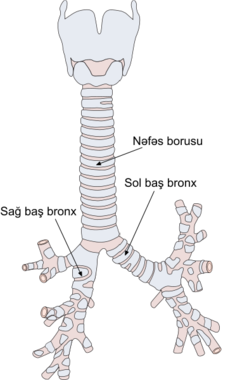 Nəfəs borusu: sağ və sol baş bronxlar