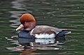 Red-crested Pochard