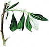 Salix alaxensis