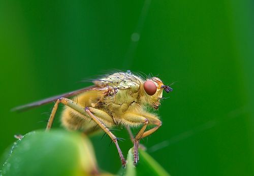 Mosca de estiércol amarillo