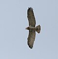 In Kawal Wildlife Sanctuary, India