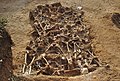 Fosa común con 26 personas del bando republicano enterradas al inicio de la Guerra Civil Española, en Estépar (Burgos). Fueron asesinados entre agosto y septiembre de 1936. Por Mario Modesto.