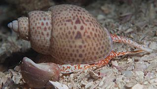 Zemiropsis papillaris, Babyloniidae