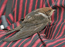 Rescued in Hyderabad, India