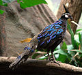 Male Palawan Peacock Pheasant