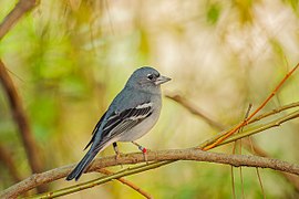 Tentilhão azul da Grande Canária (Fringilla polatzeki)