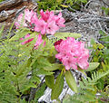 Rhododendron de Californie.