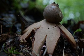 Geastrum coronatum