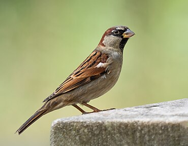 House sparrow