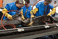 People washing oiled brown pelican