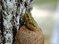 Spring peeper, adult