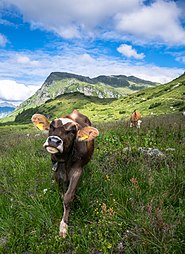 Veau des Alpes Vorarlberg