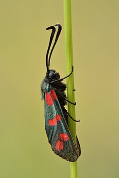 Description de l'image Zygaena filipendulae (side view) - Kulna.jpg.