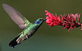 Colibri thalassinus