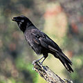 Hawaiian crow