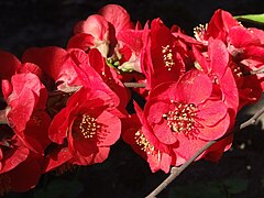 Chaenomeles japonica.