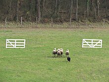 Un border collie fait passer des brebis entre 2 barrières blanches