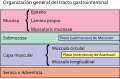 Organización general de tramo gastro intestinal