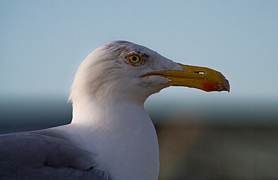 Détail de la tête : On note les narines sans cloison nasale, le gonys (arête de la mandibule inférieure) à angle marqué, ainsi que le cercle de peau orangée autour des yeux.