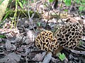 Morchella vulgaris