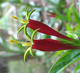 Spigelia marilandica