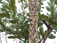 Parinari curatellifolia.