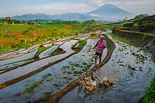 Un contadino pascola le sue anatre nelle risaie di Ngendrosari, Kajoran, Magelang, Giava Centrale.