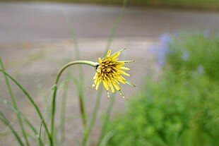 Enggedeskæg (Tragopogon pratensis).