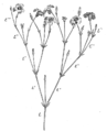 Dichasialer Blütenstand (Cerastium sp.). t-t"" die aufeinander folgenden Achsen