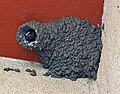 Cliff Swallow nest