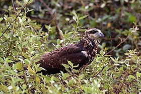 Espécime juvenil de gavião-preto no Pantanal, Brasil