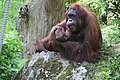 Orang-Utan im Freigehege