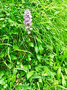 Orchis de Savoie (Dactylorhiza savogiensis), rare et de description récente.